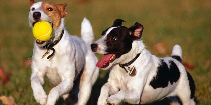 perros corriendo con pelota