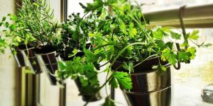 huerto vertical en casa