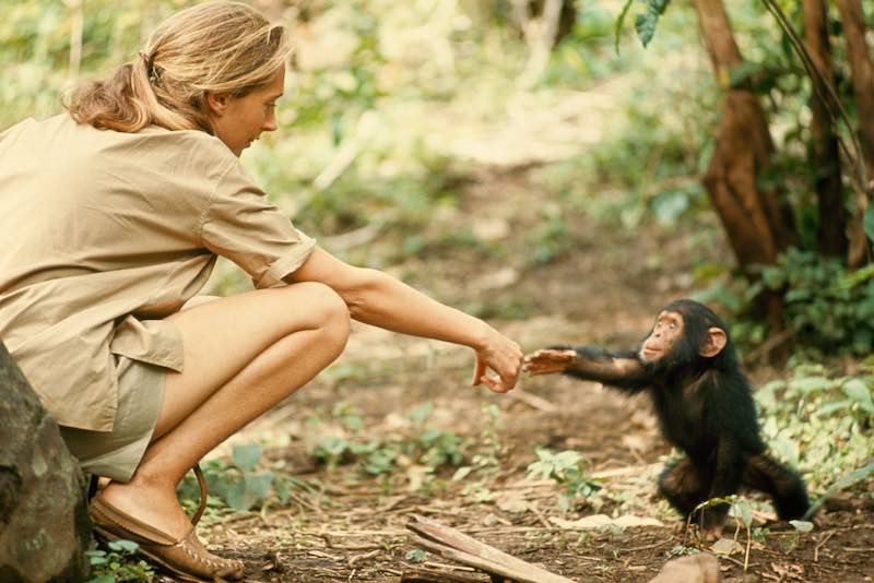 jane goodall