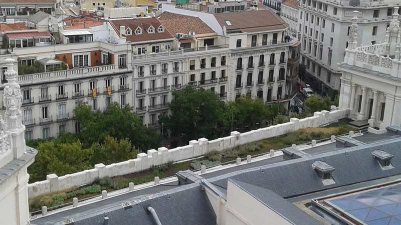 Paseo con árboles a los lados de la calle