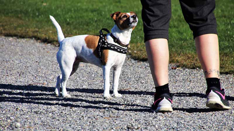 Dueño y perro en un parque preparados para hacer ejercicio