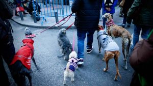 Perros junto a su dueños preparados para la Vuelta de San Antón