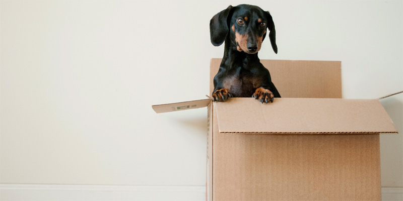 Perro asomado desde una caja