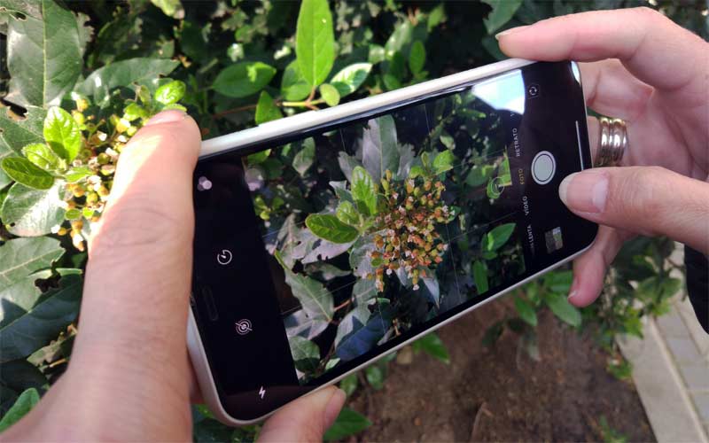 Persona haciendo una foto a una plata con un móvil