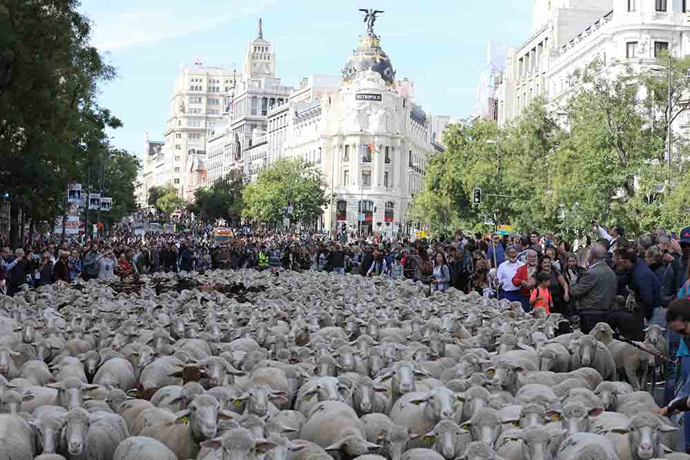 Fiesta de la Trashumancia ovejas Madrid