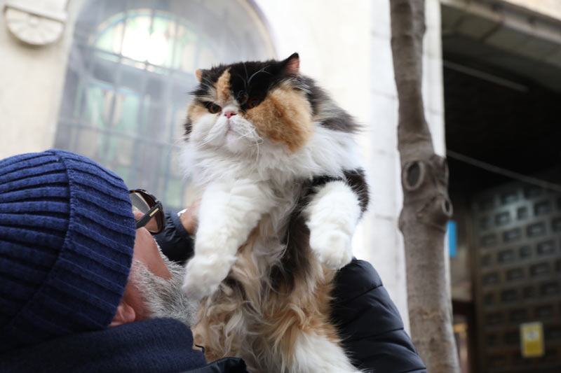 Un hombre levantando con las manos a un gato.
